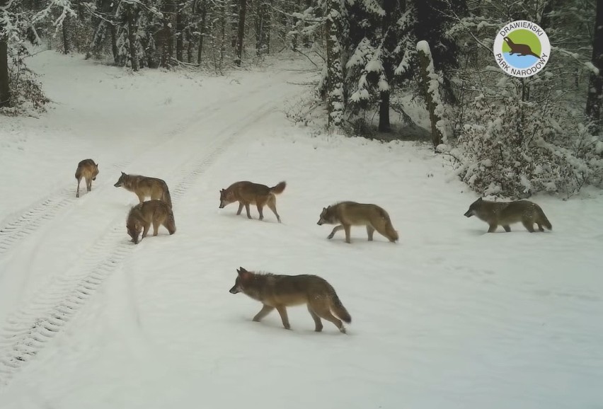 Kamera uchwyciła kilkanaście zwierząt.