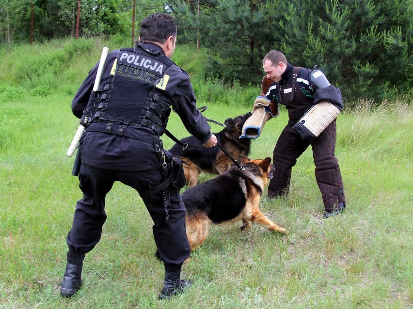 Fachowcy oceniali sprawność policyjnych psów