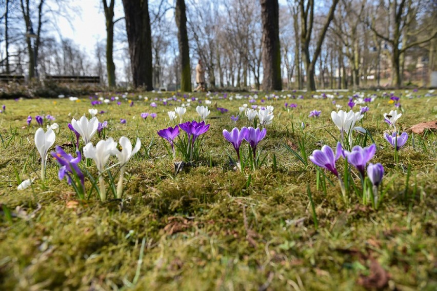 Częstochowa: Krokusy na miejskich zieleńcach