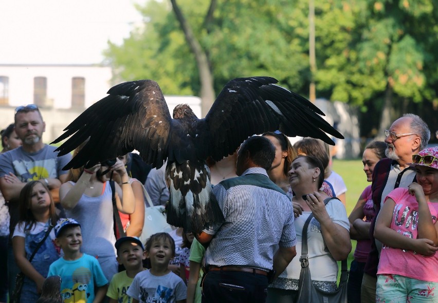 Pokaz dzikiego ptactwa w Piotrkowie