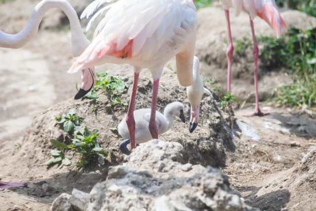 Cztery flamingi różowe przyszły na świat w opolskim ogrodzie zoologicznym.