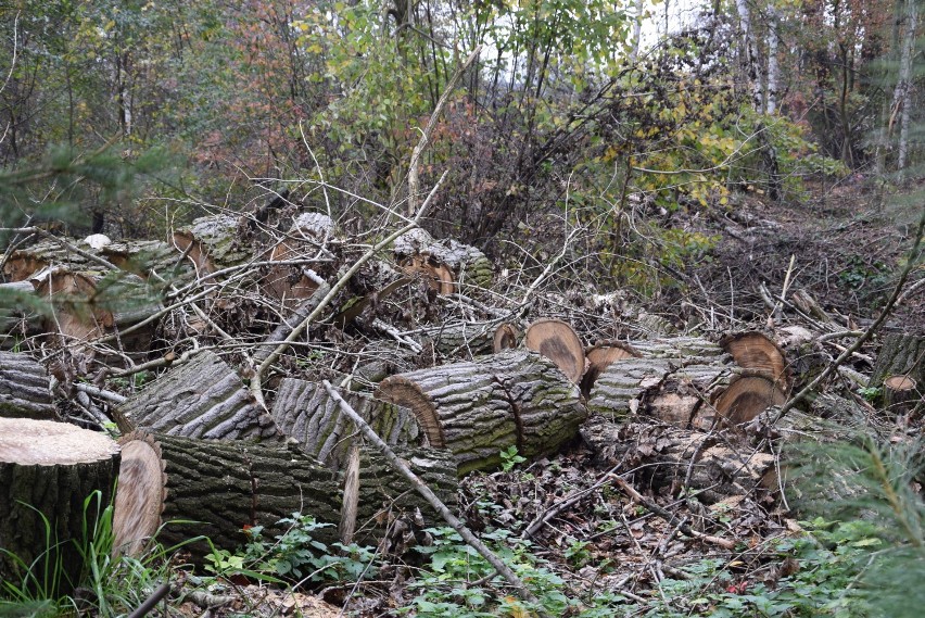 To pozostałości po wycince drzew w Wełnowcu