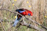 Egzotyczna papuga lata po Żaganiu! Może ktoś jej szuka? To ptak pochodzący z Australii! - Aktualizacja