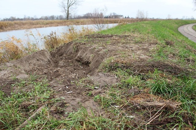 Żuławy. Bobry niszczą wały przeciwpowodziowe. Niszczą też drzewostan.