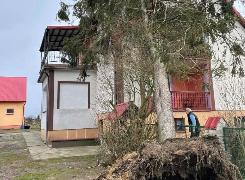 W Szczepankach w gminie Łasin drzewo przewróciło się na...