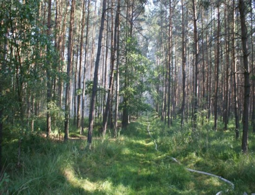 Pożar lasu w Roszkach (gm. Krotoszyn)