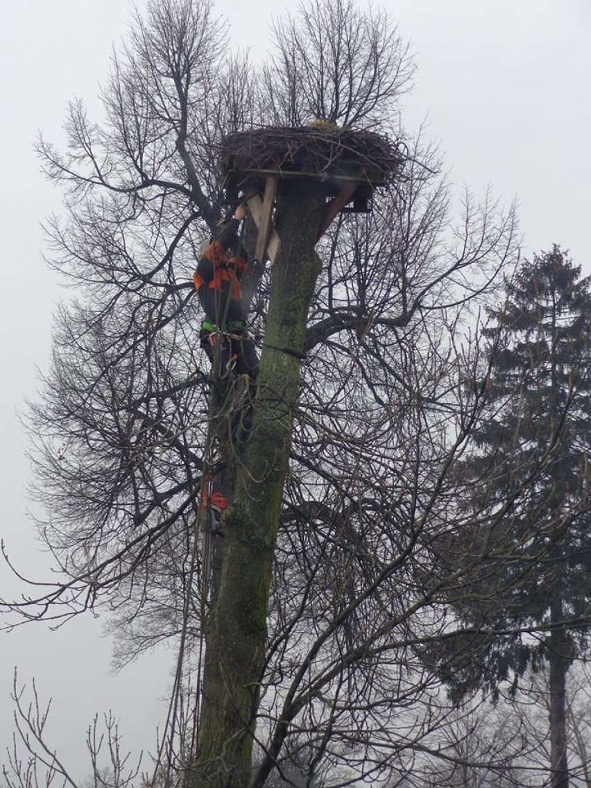 Nowy Dwór Gdański. Mieszkańcy wściekli. Gniazdo bocianów zostało usunięte