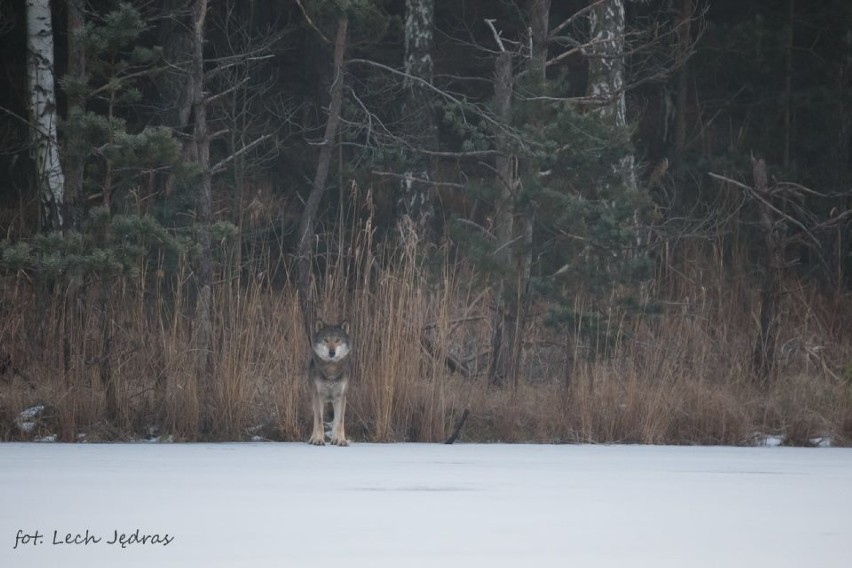 Leśniczy Lech Jędras sfotografował wilki na granicy...