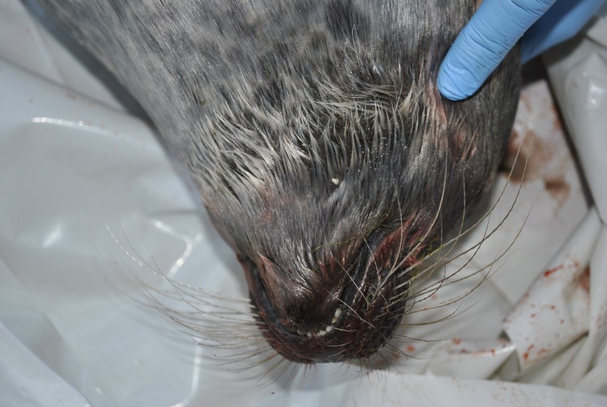Tajemnicze martwe foki znaleziono w Kuźnicy i Rzucewie