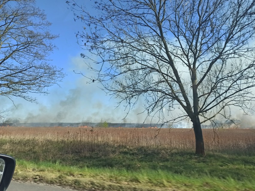 Płoną trawy i trzciny w pobliżu Stradomi Wierzchniej (ZDJĘCIA i FILM)