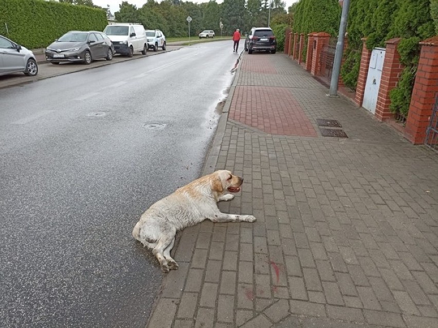 Pies wbiegł wprost pod koła samochodu przy ul. Szerokiej w...