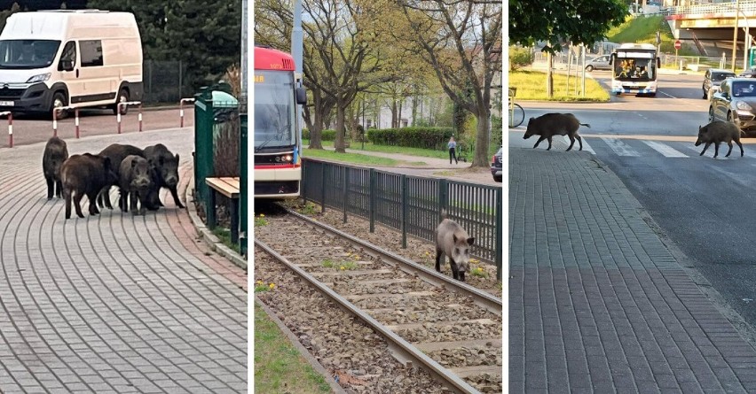 Dziki w Trójmieście to coraz większy kłopot. Zadomowiły się na wielu osiedlach. Zobaczcie zdjęcia nadesłane przez naszych Czytelników