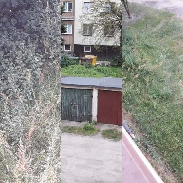 Tak wygląda okolica ulicy Wakacyjną i ulicy Pionierów w Krośnie Odrzańskim. Mieszkańcy twierdzą, że kosiarka nie zawitała tutaj od roku.