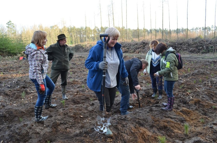 Akcją sadzenia lasu I LO rozpoczęło obchody 110-lecia szkoły[Zdjęcia]
