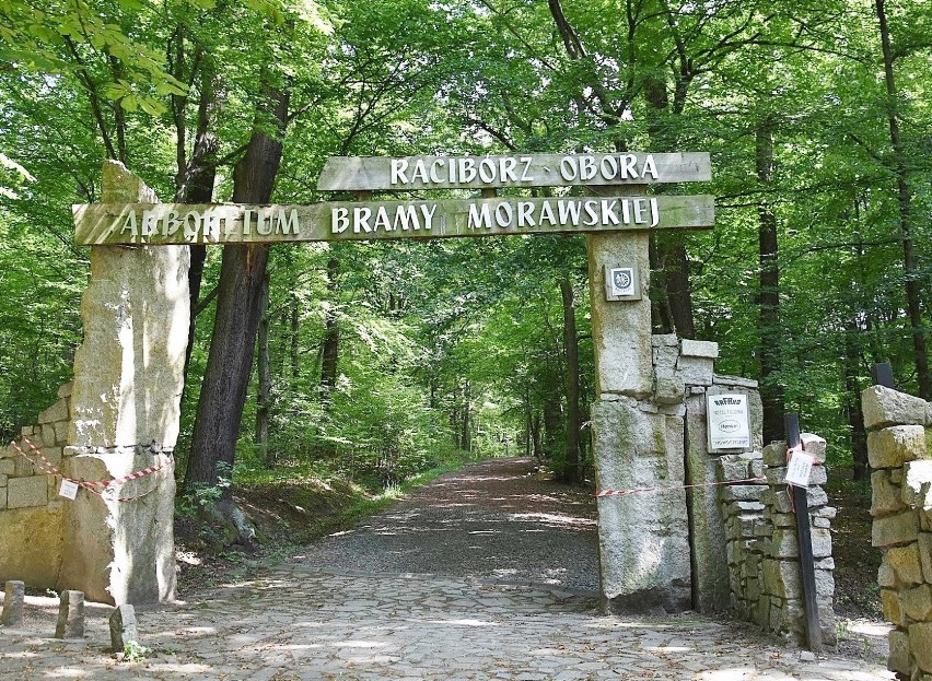 Znajdujące się w Raciborzu Arboretum Bramy Morawskiej pełne...
