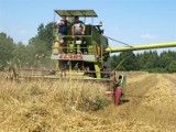 Produkcja rolna na dobrym poziomie