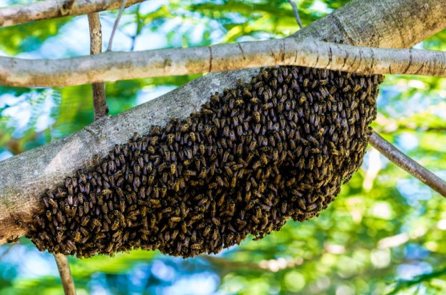 Jastrzębie: pszczoły zagrażały mieszkańcom! Aż cztery interwencje strażaków tylko w sobotę