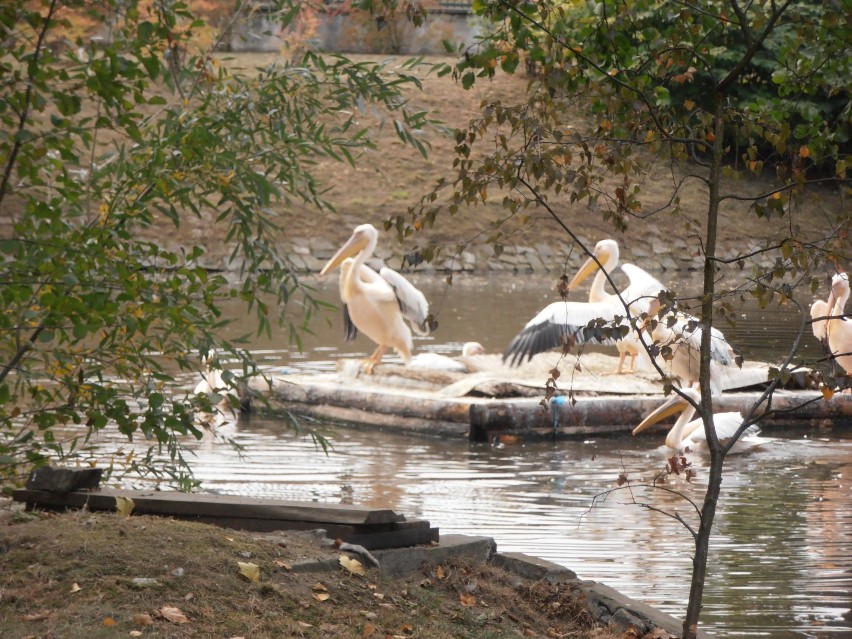 Pelikany z wrocławskiego zoo [zdjęcia]