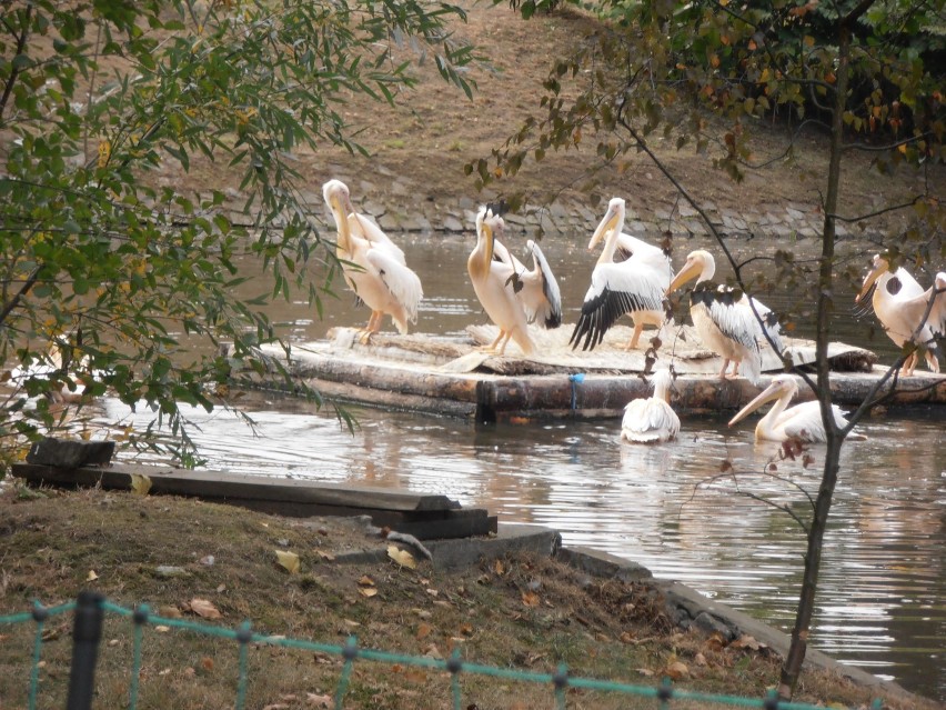 Pelikany z wrocławskiego zoo [zdjęcia]