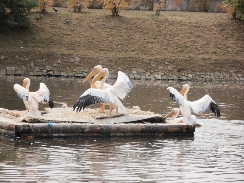 Pelikany z wrocławskiego zoo [zdjęcia]