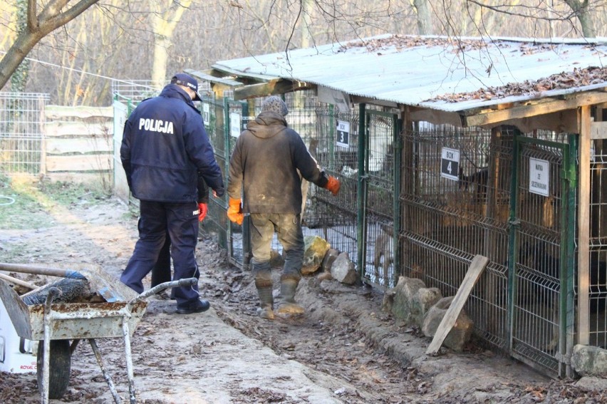 Bronice: Lubelscy Animalsi zabrali część psów ze schroniska