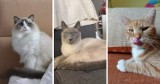 Który kot z Katowic jest najsłodszy? Twa plebiscyt PUPIL ROKU 2023! Mieszkańcy chwalą się swoimi czworonogami. GŁOSOWANIE!
