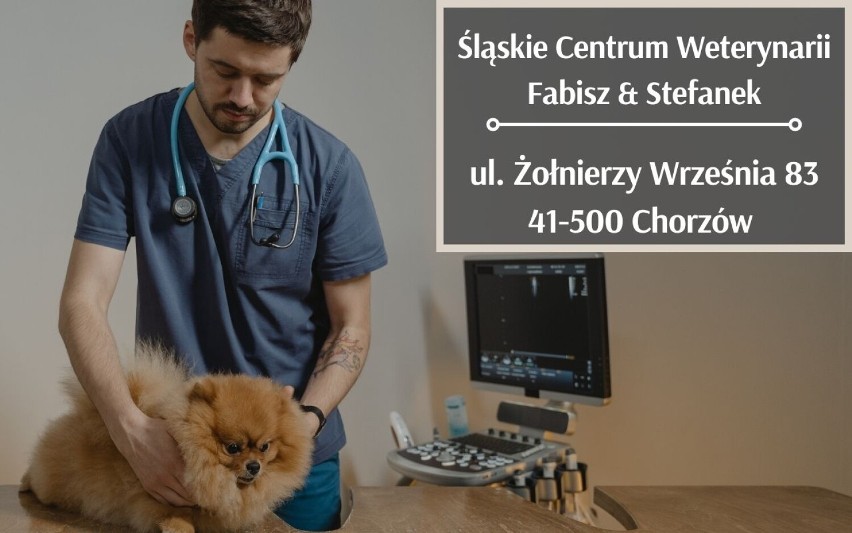 Najlepszy weterynarz w Chorzowie i Świętochłowicach? Sprawdź, kogo polecają mieszkańcy! Zobacz LISTĘ