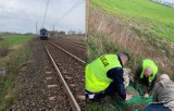 Zatrzymali pociąg, żeby uratować rannego jelenia 