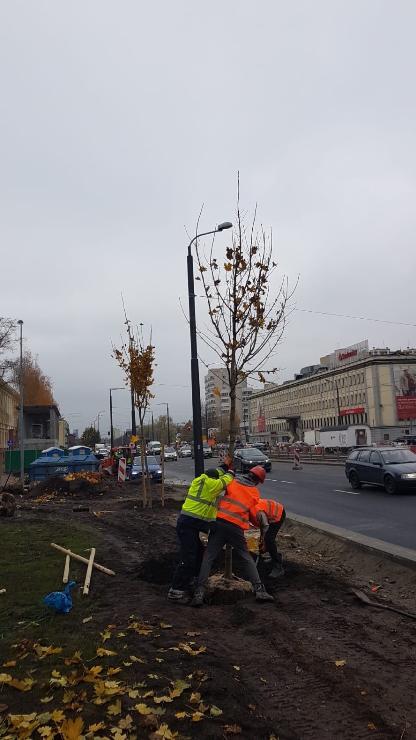 Kilkadziesiąt tysięcy nasadzeń zazieleni Wolę. Pierwsze klony już są. Będą ozdabiać okolice nowych stacji metra [ZDJĘCIA]