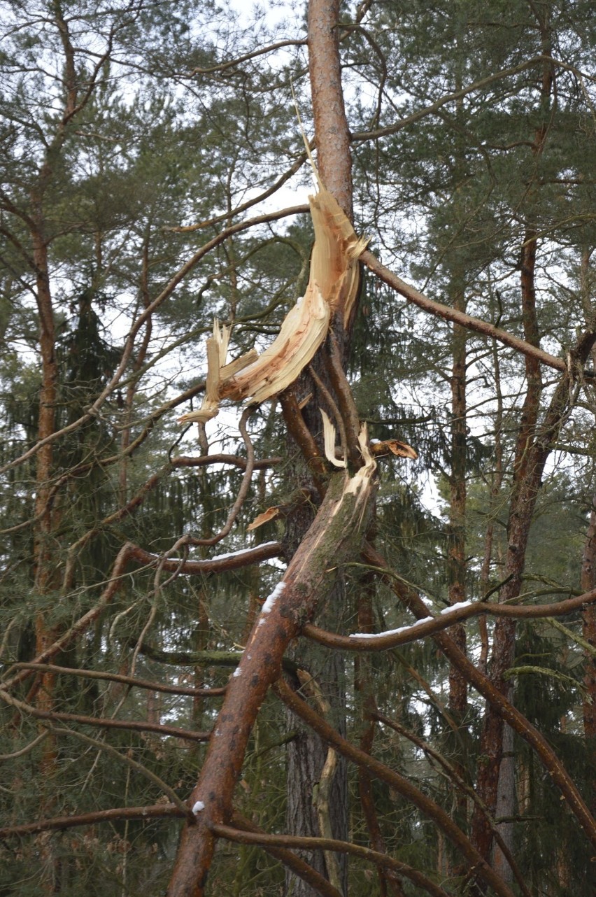 Połamane drzewa przy drodze