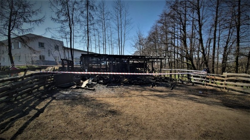 Pożar zagrody Akuku w Mikołowie, spłonęły zwierzęta. Policja prosi o pomoc