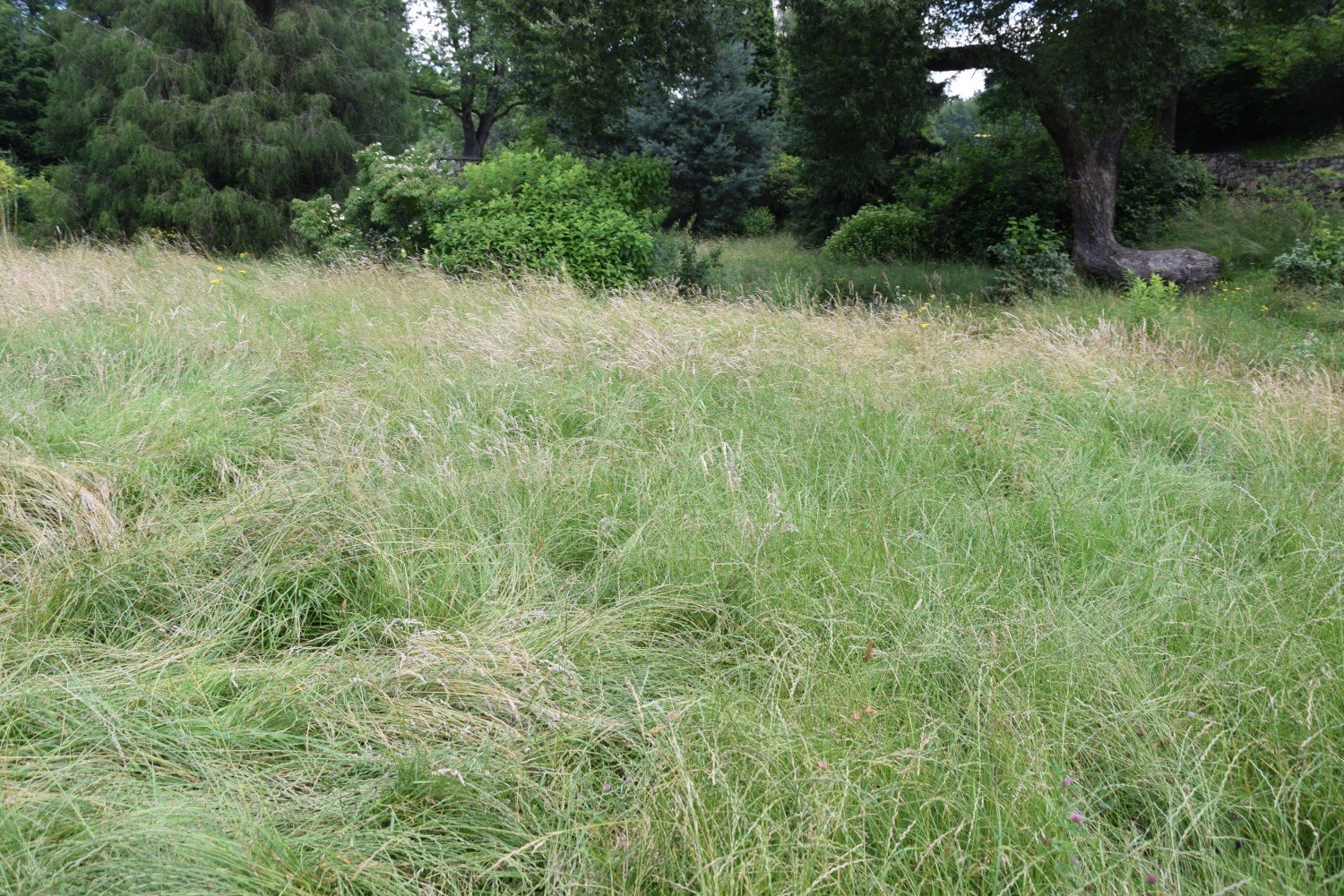Zarośnięty Park Śląski. Miały być łąki kwietne, ale w większości to wysoka  trawa. Ma swój urok, ale sprawia wrażenie zaniedbania | Chorzów Nasze Miasto
