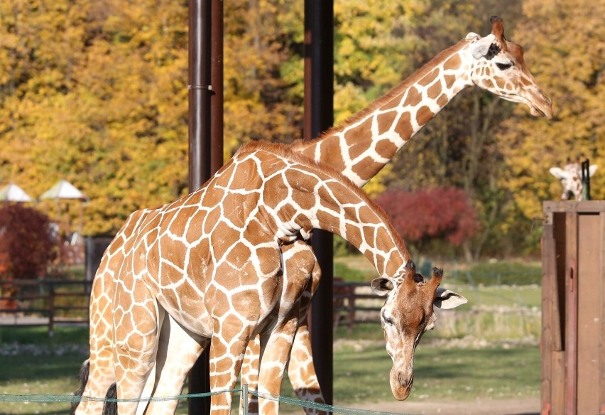 Jesień w Śląskim Ogrodzie Zoologicznym