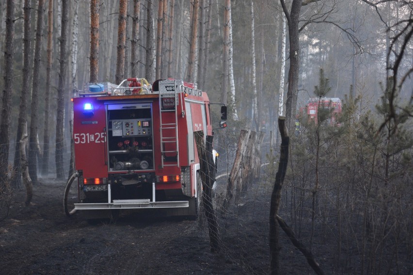 Ogromny pożar lasu w Dubielnie w powiecie świeckim. Z ogniem walczyło 200 strażaków [wideo, zdjęcia]