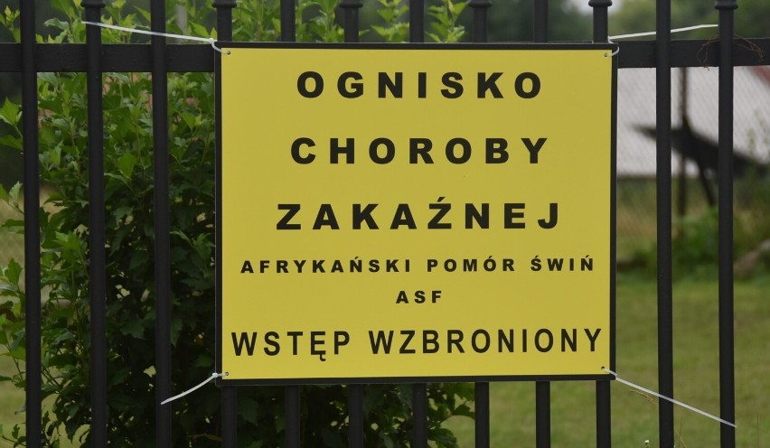 W Małopolsce do tej pory stwierdzono sześć ognisk ASF - dwa...