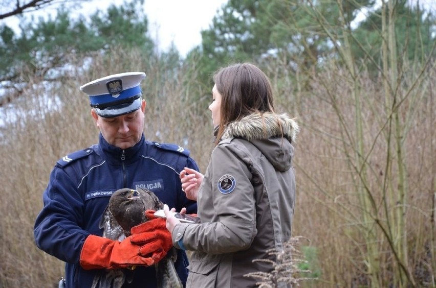 Myszołów uratowany przez gdańskich policjantów na Trasie Sucharskiego, wrócił na łono natury [zdjęcia, wideo]