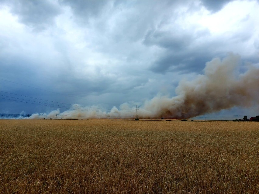 Ogromny pożar w Sycowie. Ogień strawił 27 hektarów zboża i ścierniska