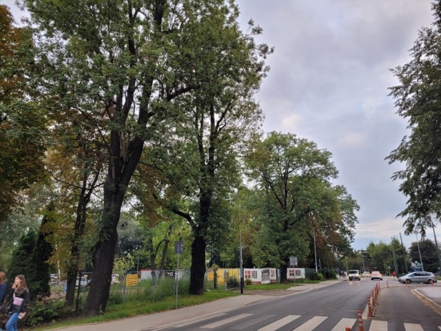 Mieszkańcy protestują przeciwko wycince drzew w związku z przebudową ul. Piastowskiej.
