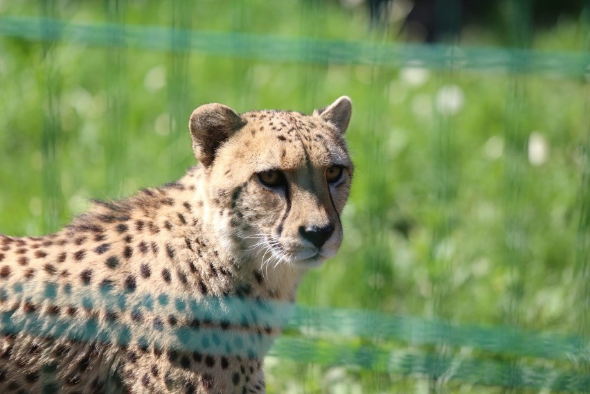 Zwierzęta śląskiego zoo czekają na zwiedzających. Zobacz...