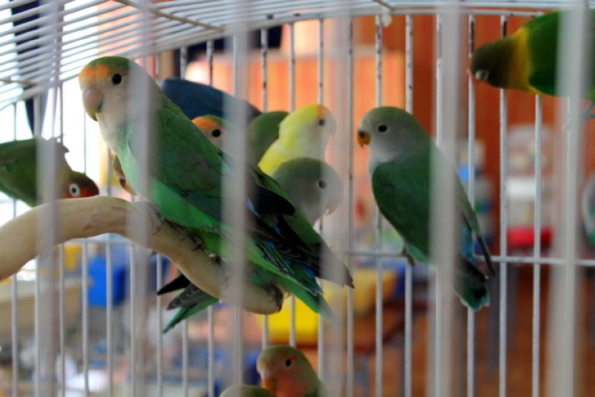 Wystawa ptaków egzotycznych w Klubie Rondo