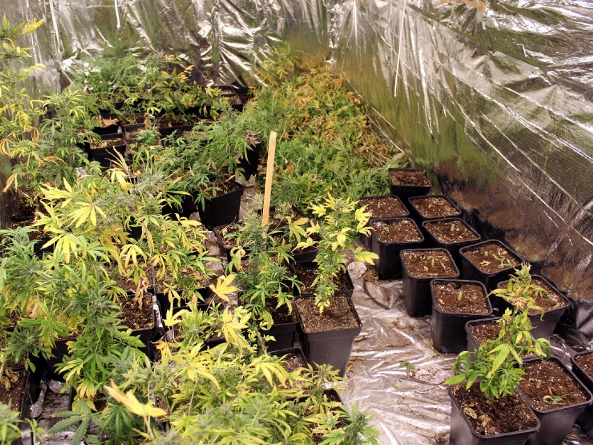 Policja zlikwidowała ogromną plantację marihuany