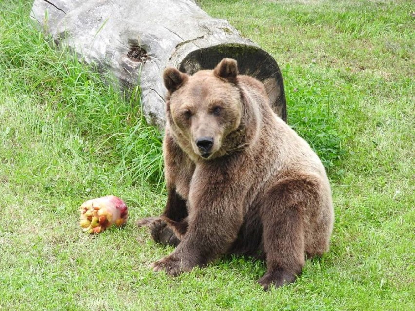 Idzie wiosna? Miś Grześ wybudził się z zimowego snu w ZOO Akcent