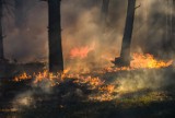 Strażacy walczą z plagą pożarów lasów i traw na Mazowszu. W kwietniu interweniowali ponad 3,3 tys. razy