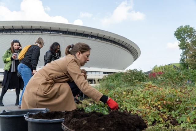 W centrum Katowic powstał nowy zieleniec z ponad 180 roślinami