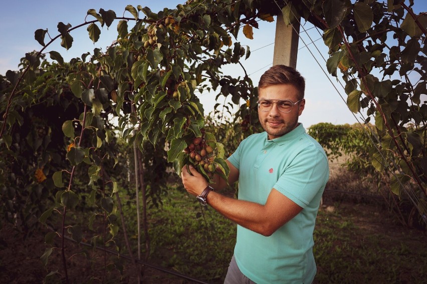Pan Kamil z Pielgrzymowic prowadzi plantację mini kiwi....