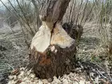 Problem z bobrami na Podkarpaciu. Jak radzić sobie z niszczeniem drzew?