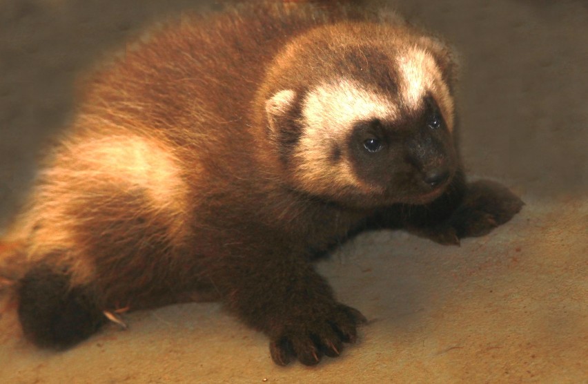 Śląski Ogród Zoologiczny ma nowe zwierzę. To rosomak z...