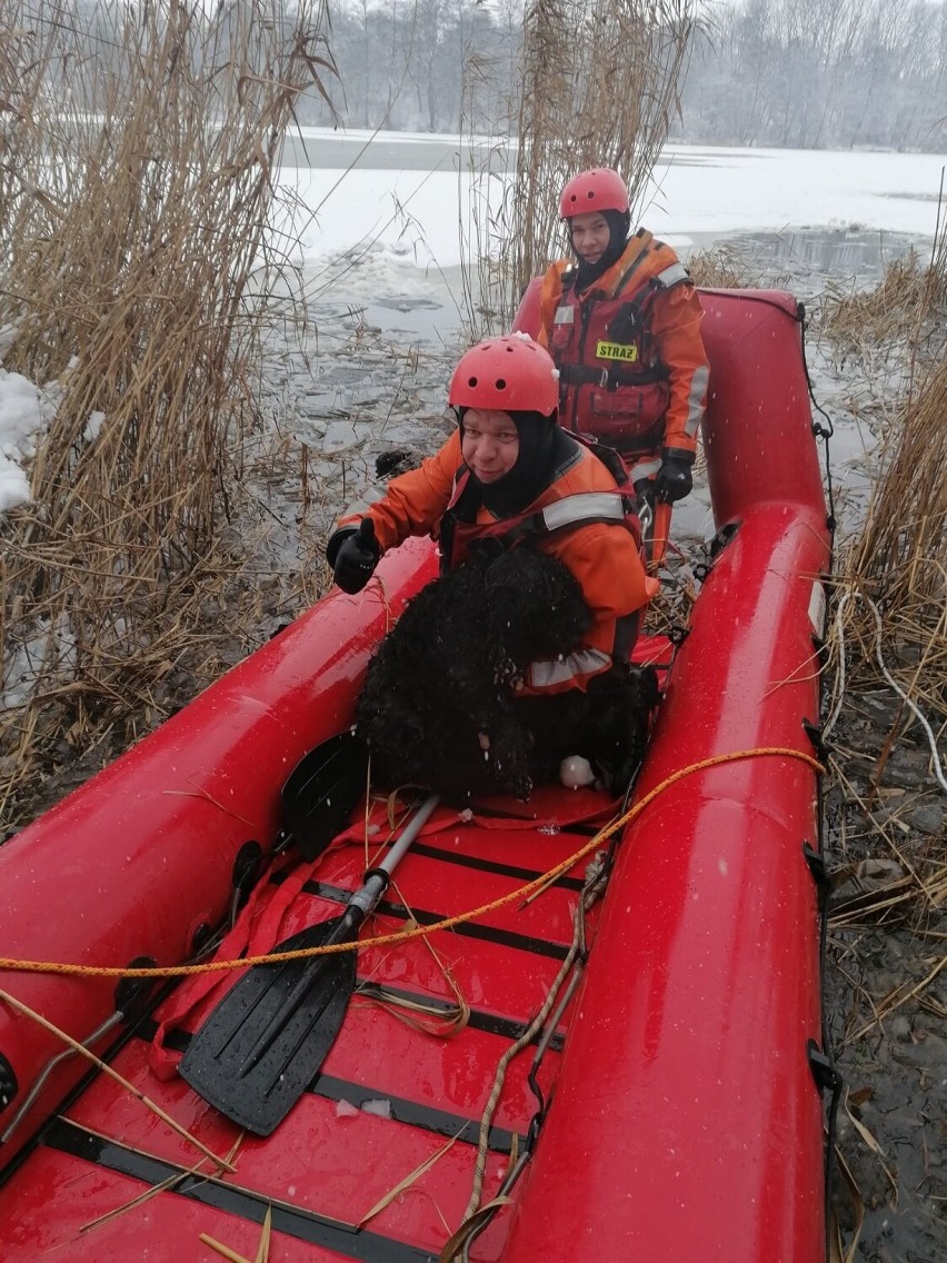 Strażacy uratowali psa w okolicy Gołańczy, pod którym załamał się lód