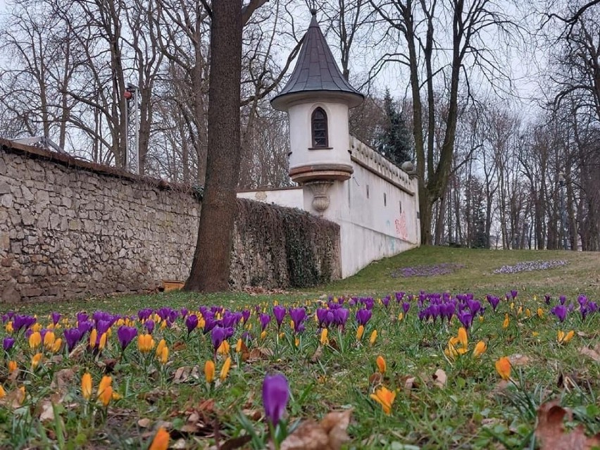 Wiosna zawitała do Kielc. Zobacz pierwsze zwiastuny wiosny w obiektywie kielczan
