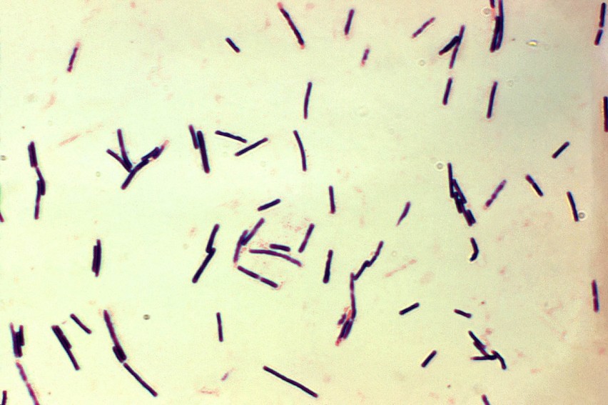 Najwięcej bakterii znajduje się w naszych jelitach. W samym...